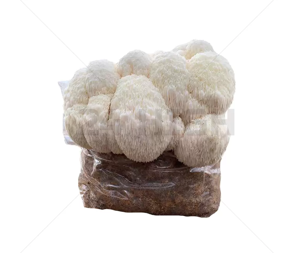 Kit de culture de champignons Lion's Mane XL