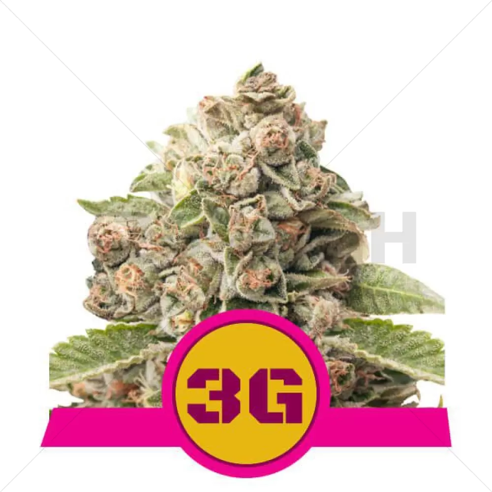 Triple G Féminisée - Royal Queen Seeds - 3 Graines