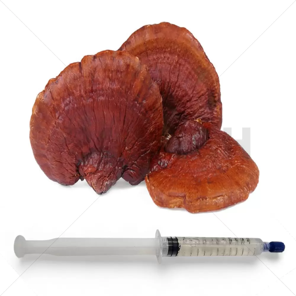 Seringue de culture liquide de Reishi rouge (Ganoderma lucidum) - 20 ML