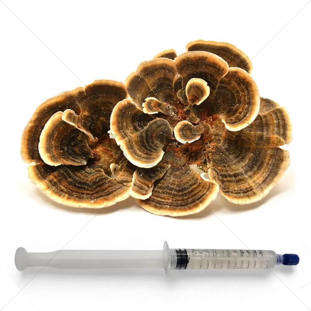 Seringue de culture liquide de la Turkey Tail (Trametes versicolor)