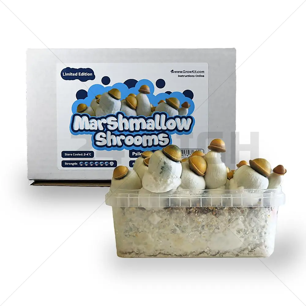 Kit de Culture Champignons Guimauve XL (2100cc)