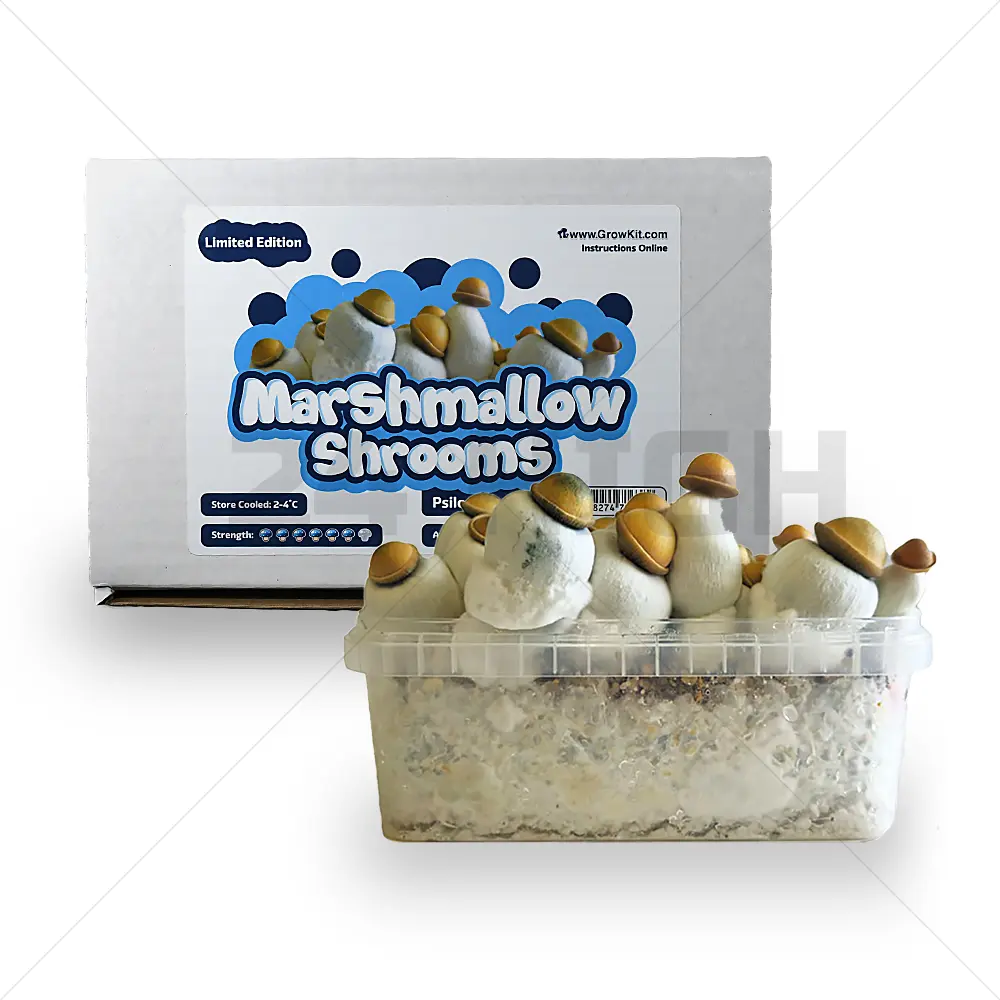 Kit de Culture Marshmallow Shrooms