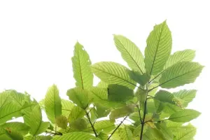 Variétés de kratom : quelles sont les différences entre les variétés « Red », « Green » et « White Vein » ?